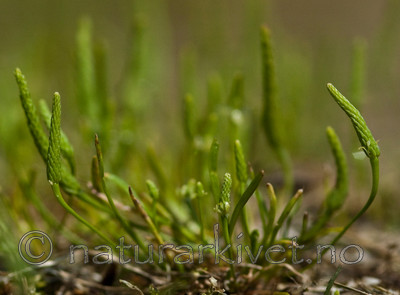 BB 06 0053 / Myosurus minimus / Muserumpe